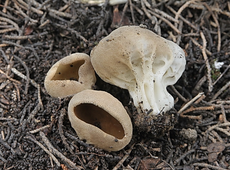 Helvella leucomelaena